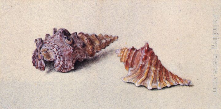 Study of Two Shells painting - John Ruskin Study of Two Shells art painting